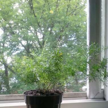 Sprenger Asparagus Fern