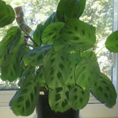 Prayer Plant