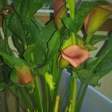 Calla Lily