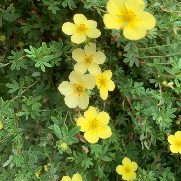 Plant image Potentilla fruticosa