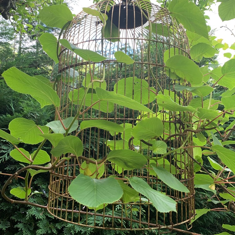 Plant image Actinidia arguta