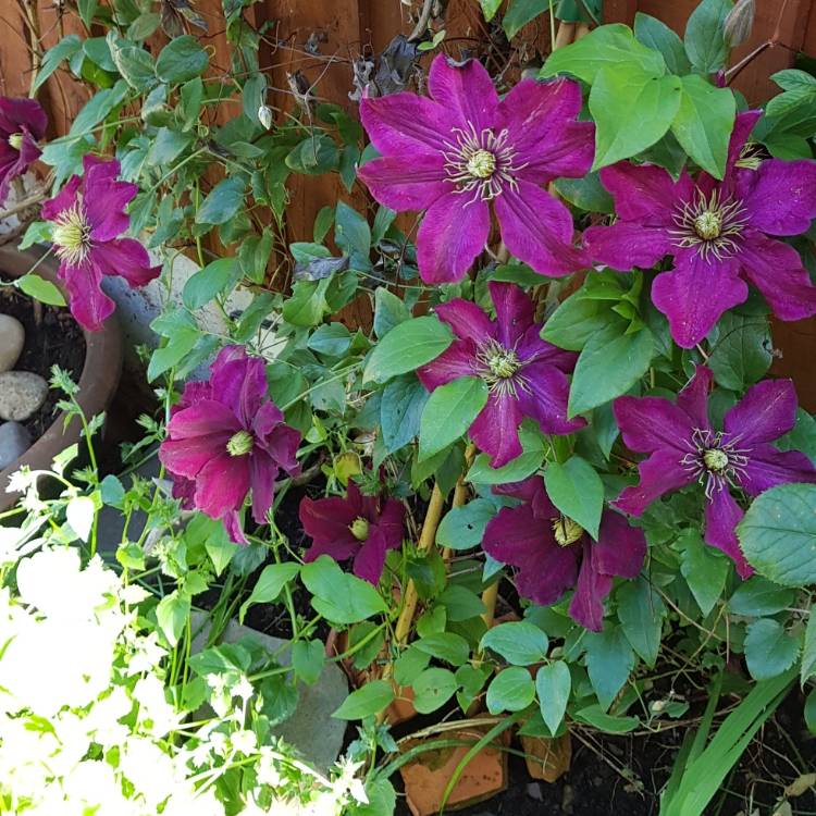 Plant image Clematis 'Niobe'