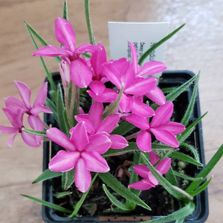 Plant image Rhodohypoxis baurii