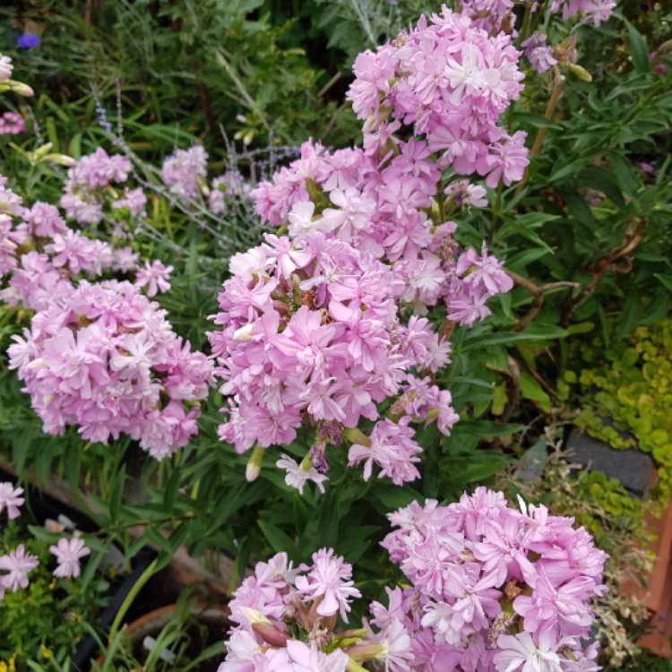 Plant image Saponaria officinalis 'Rosea Plena'