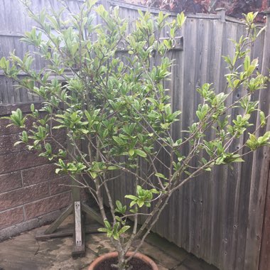 Magnolia stellata