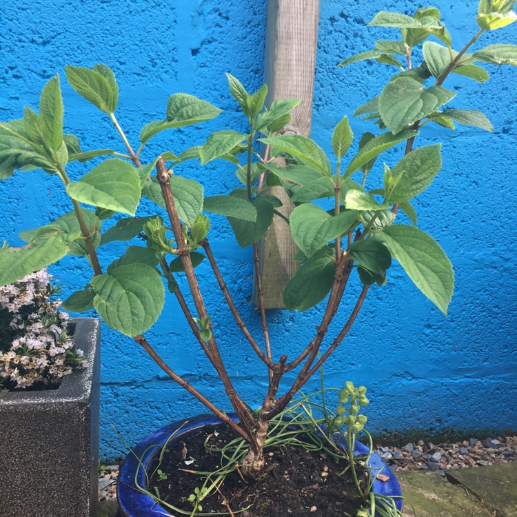 Plant image Hydrangea paniculata 'Silver Dollar'