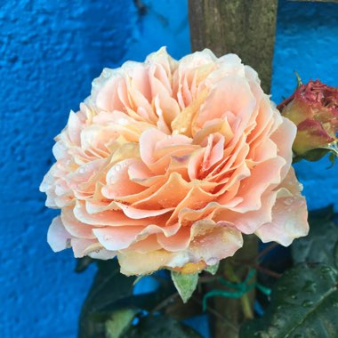 Rose 'Crown Princess Margareta' (Shrub)