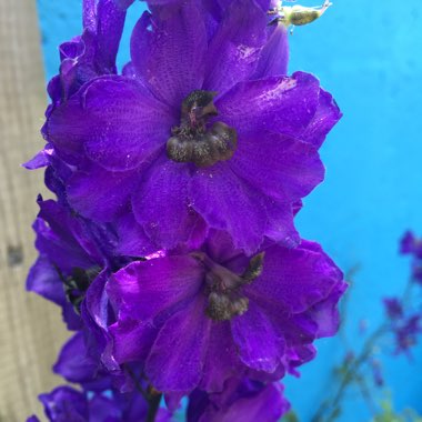 Delphinium 'Blue Lace'