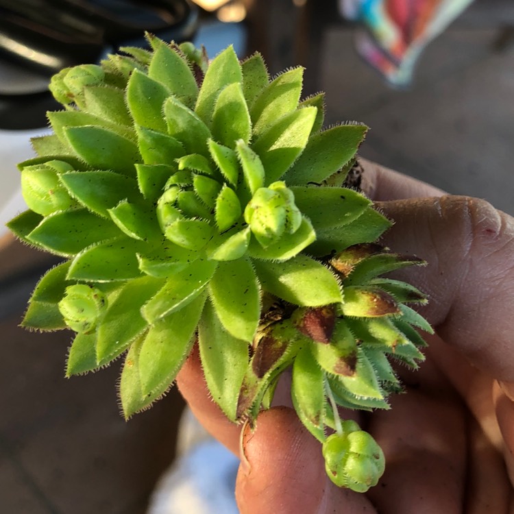 Plant image Jovibarba globifera subsp. hirta var. preissiana