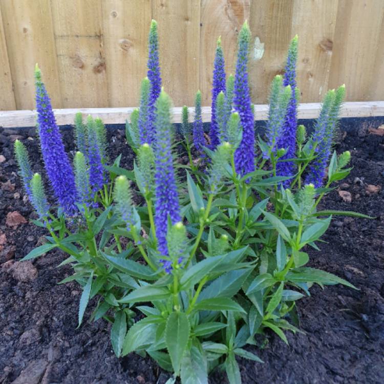 Plant image Veronica longifolia 'Alllove' syn. Veronica longifolia 'First Love'