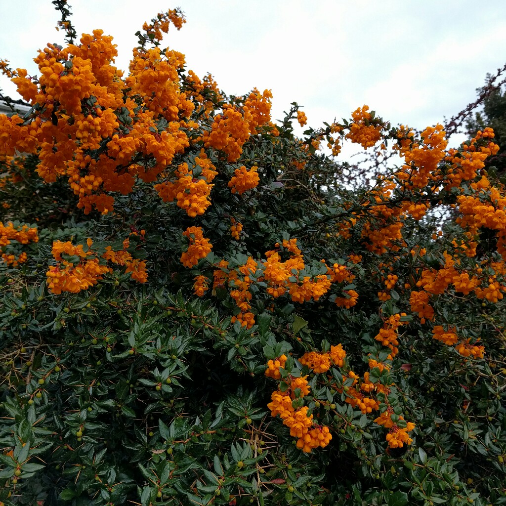 Darwin's Barberry