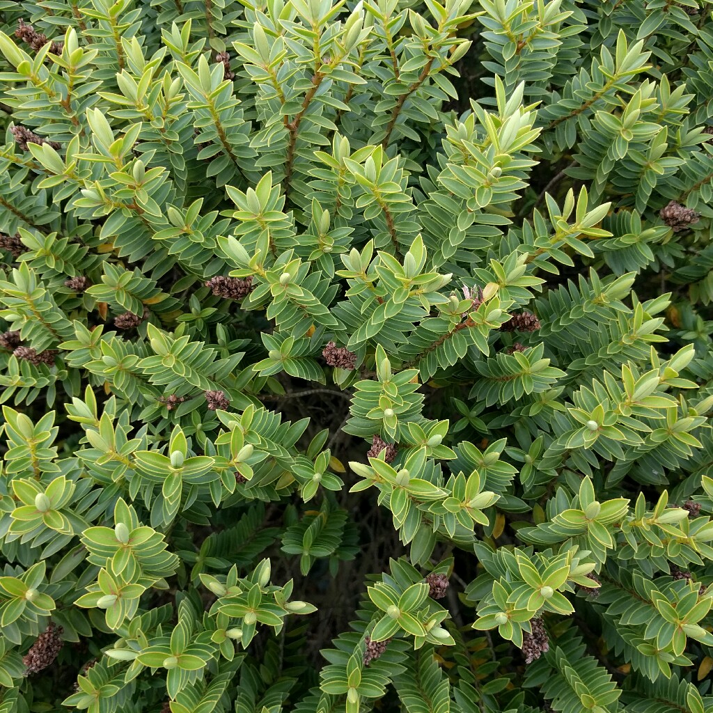 Plant image Hebe rakaiensis