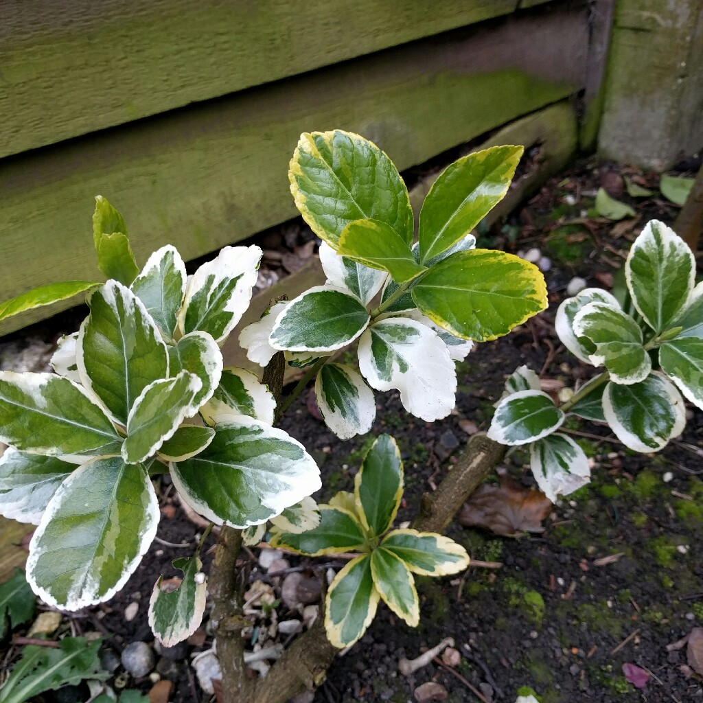 Spindle Tree 'Silver Queen'