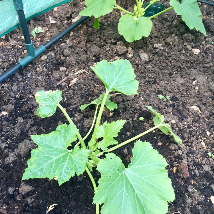 Plant image Cucurbita Pepo var. Cylindrica  'Gold Rush' F1