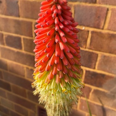 Kniphofia