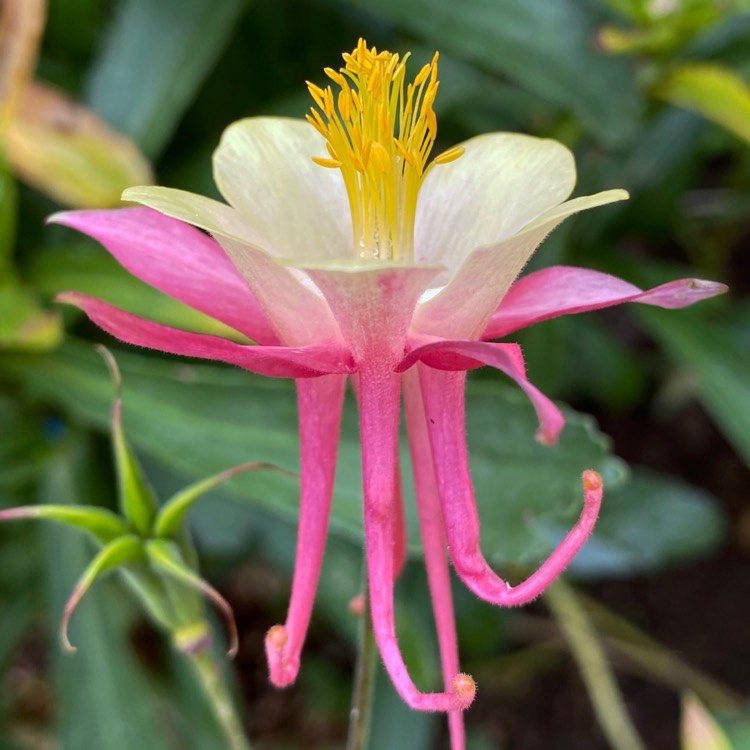 Plant image Aquilegia  'Origami Pink and White'