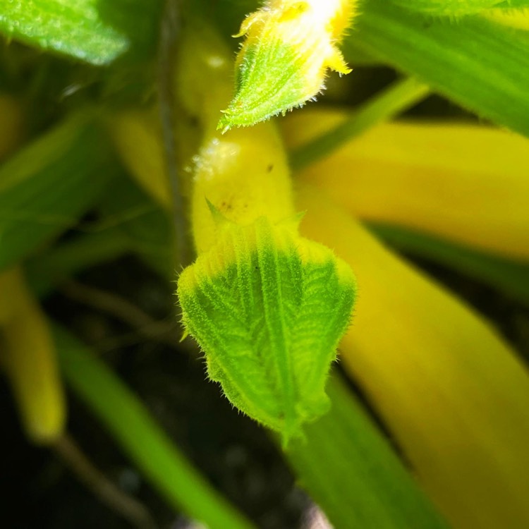 Plant image Cucurbita Pepo var. Cylindrica  'Gold Rush' F1