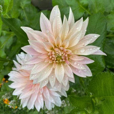 Dahlia 'Cafe au Lait'