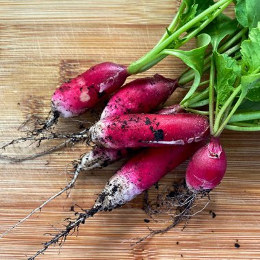 Radish 'French Breakfast'