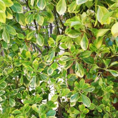 Euonymus japonicus 'Green Spire'