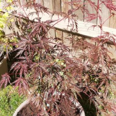 Acer palmatum 'Garnet' (Dissectum Group) syn. Acer palmatum var. dissectum 'Garnet'