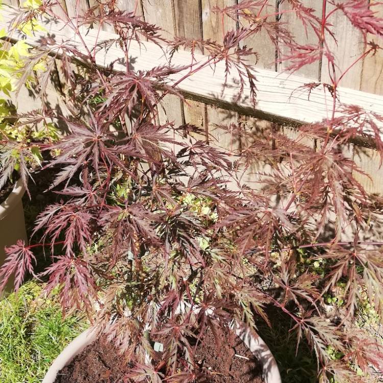 Plant image Acer palmatum 'Garnet' (Dissectum Group) syn. Acer palmatum var. dissectum 'Garnet'