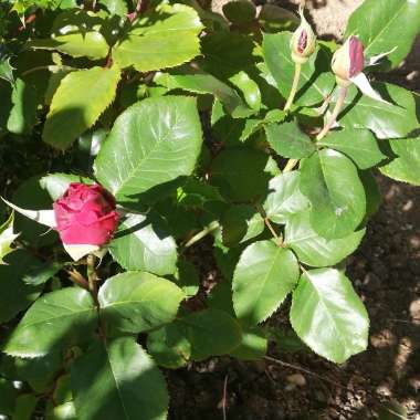 Rosa indica