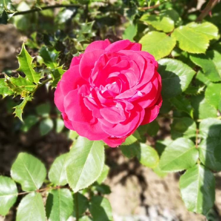 Plant image Rosa indica