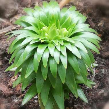 Lilium lancifolium