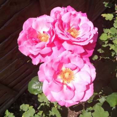 Rosa 'Pink Tiara'