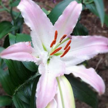 Lilium (Oriental)