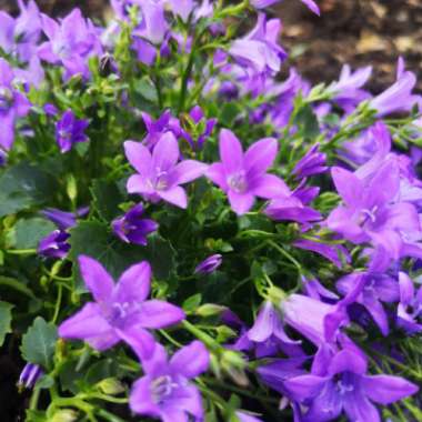 Campanula portenschlagiana 'Hoffmann Blue'