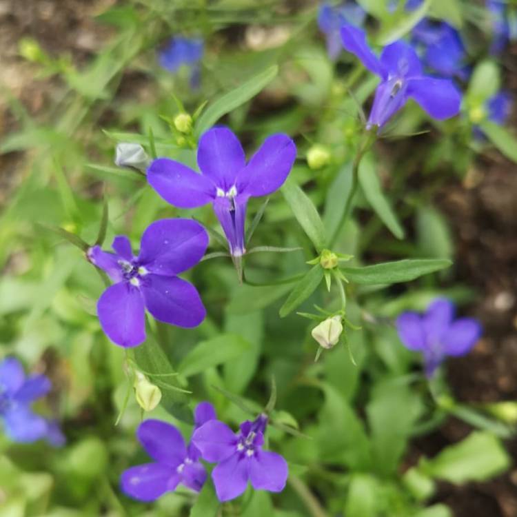 Plant image Lobelia Erinus