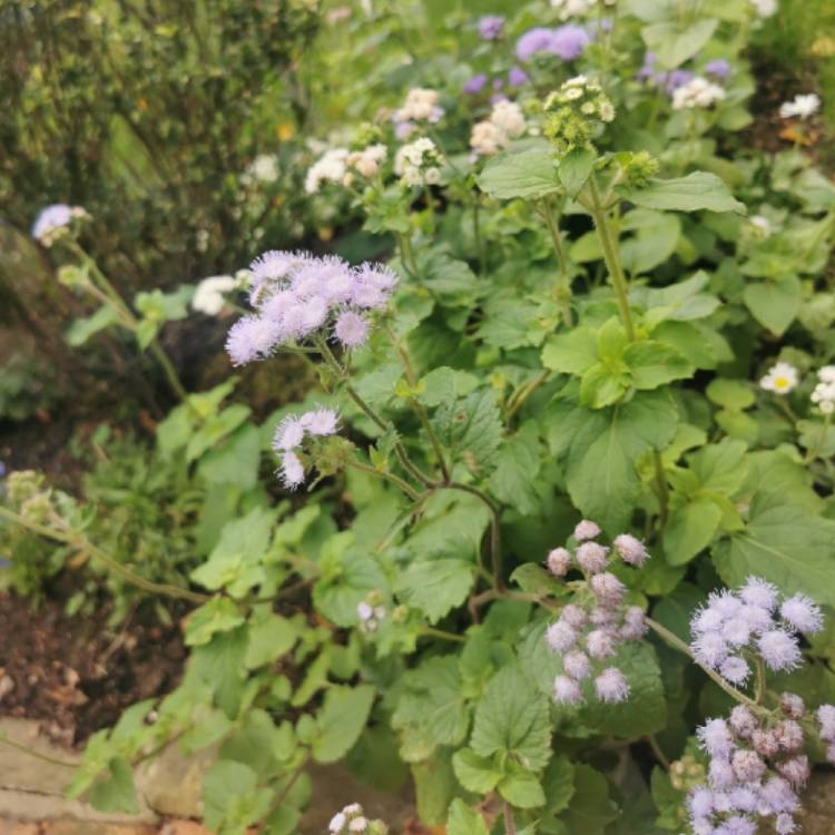 Plant image Ageratum houstonianum 'Blue Mink'