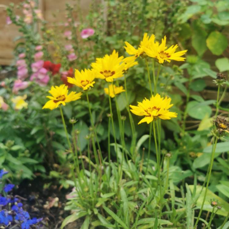 Plant image Coreopsis grandiflora 'Golden Joy'