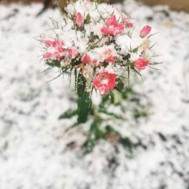 Dianthus barbatus