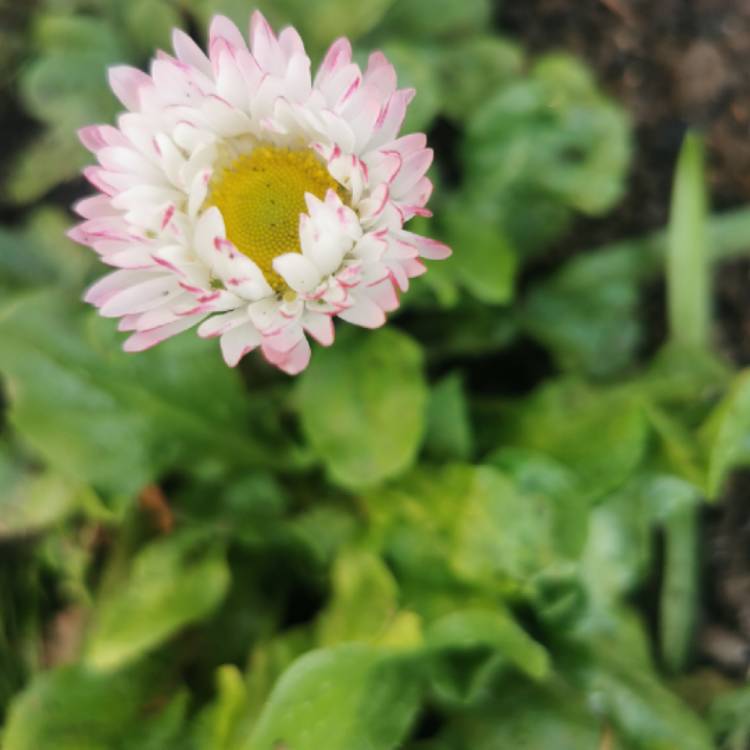 Plant image Bellis perennis 'Dresden China'