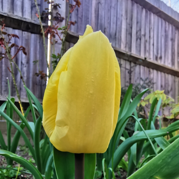 Plant image Tulipa gesneriana 'Lutea'