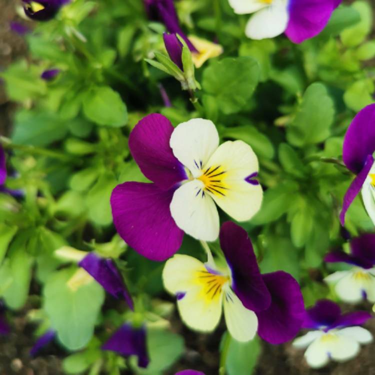 Plant image Viola cornuta 'Sorbet Pink Wing'