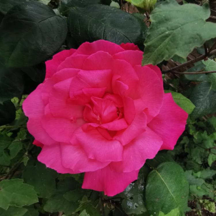 Plant image Rosa 'Pink Tiara'