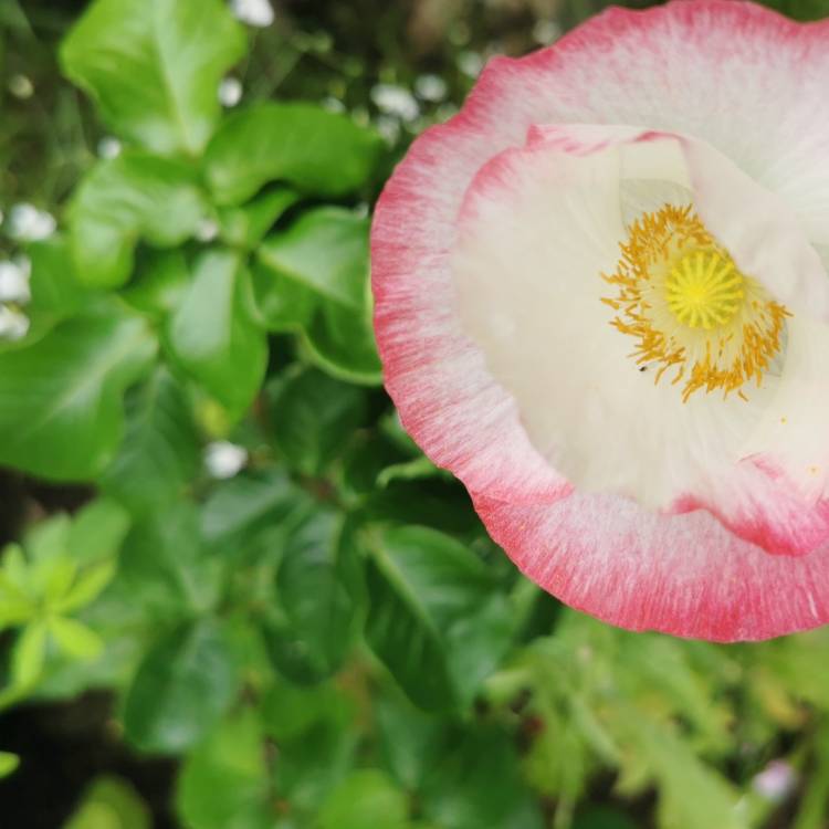 Plant image Papaver dubium subsp. lecoqui var. 'albiflorum'