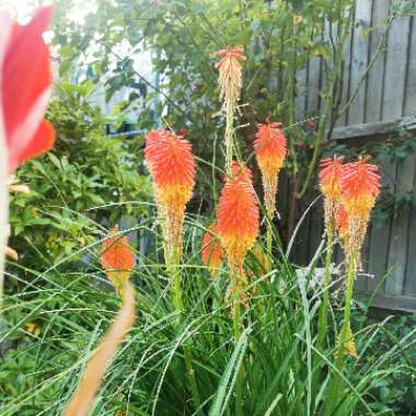 Kniphofia rooperi