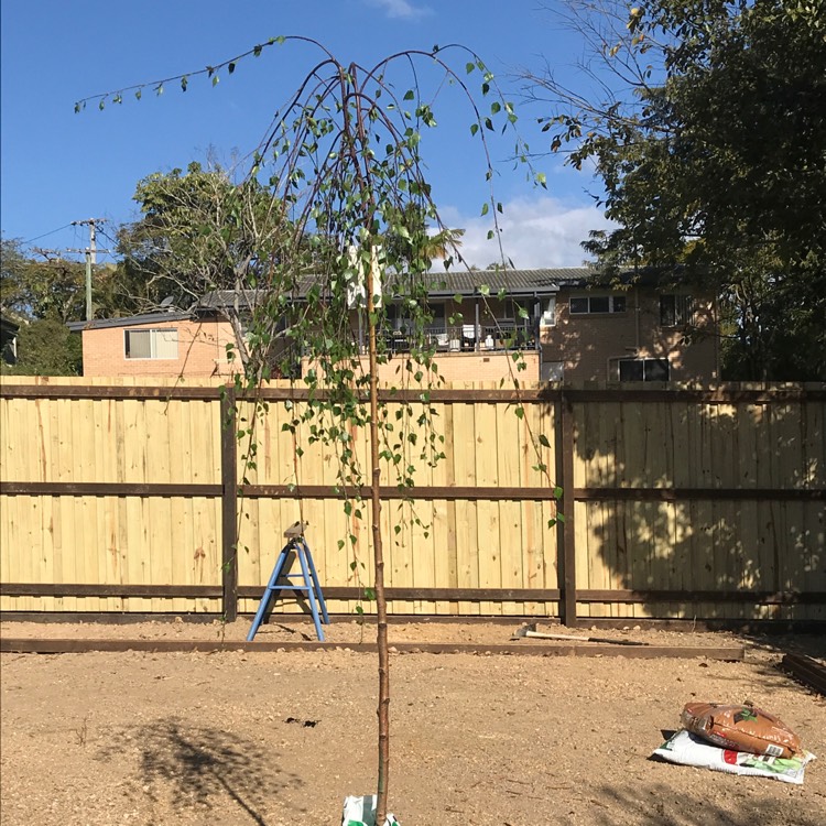 Plant image Betula pendulum 'Youngii'