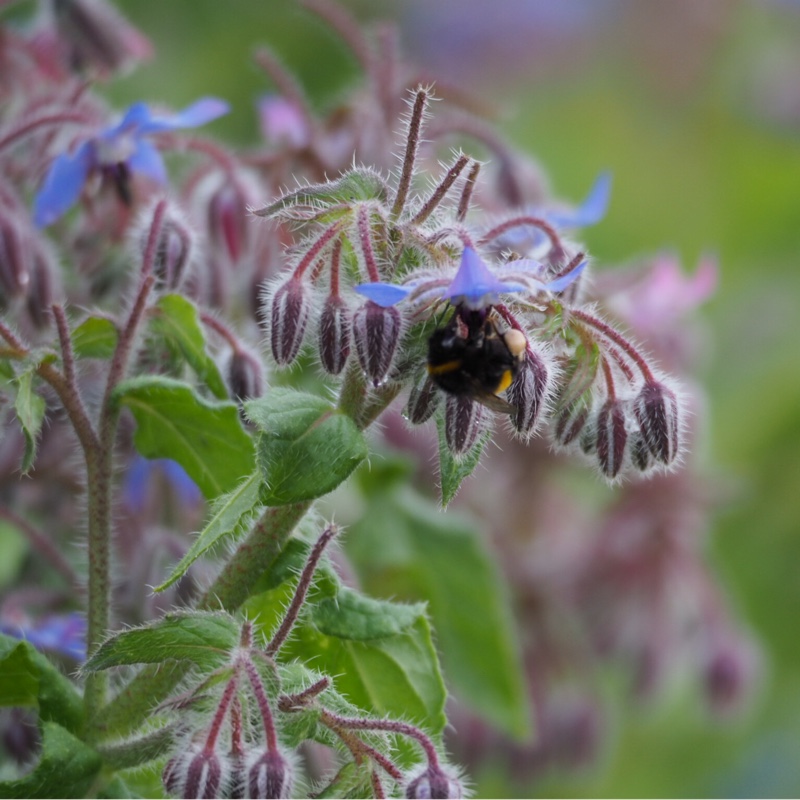 Borago officinalis