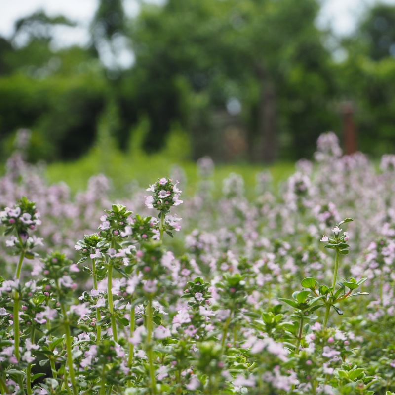 Plant image Thymus Vulgaris 'Montana'