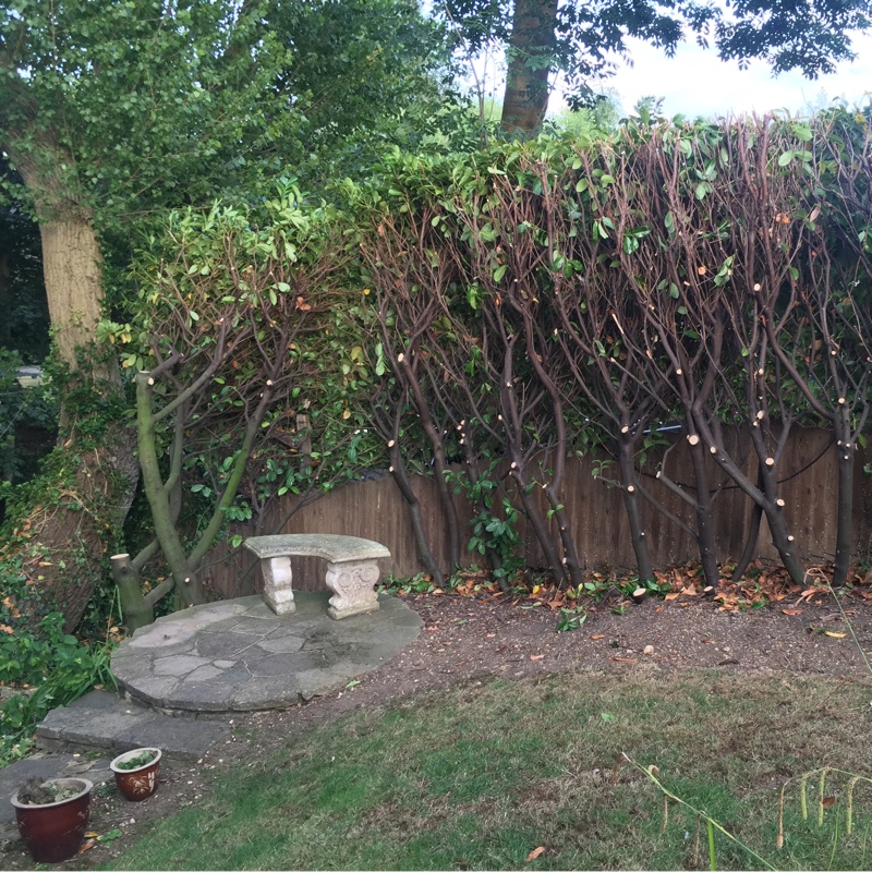 Plant image Prunus laurocerasus 'Marbled White'