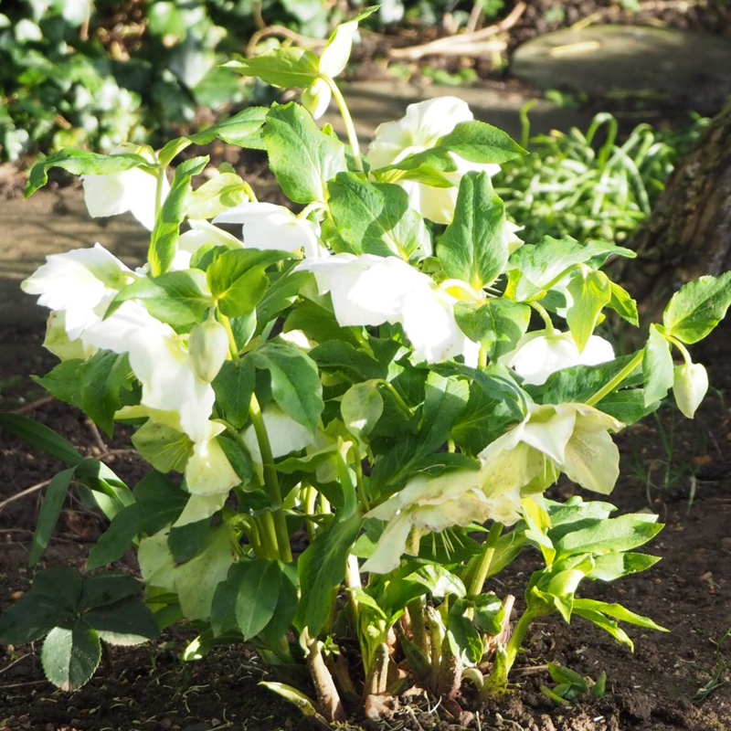 Plant image Helleborus dumetorum