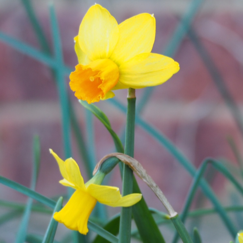 Plant image Narcissus lobularis