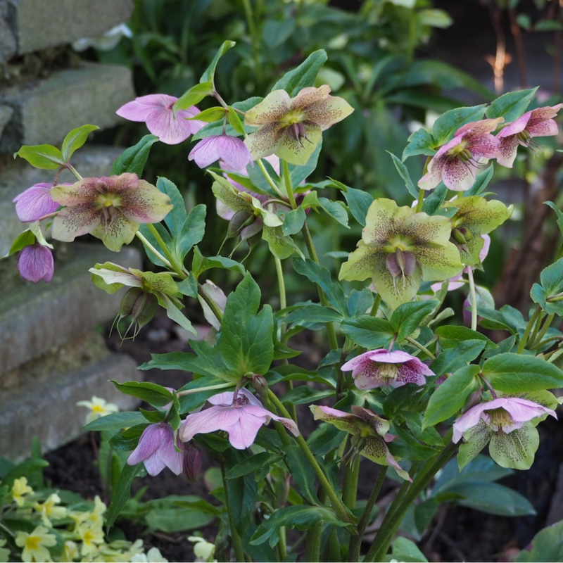 Helleborus