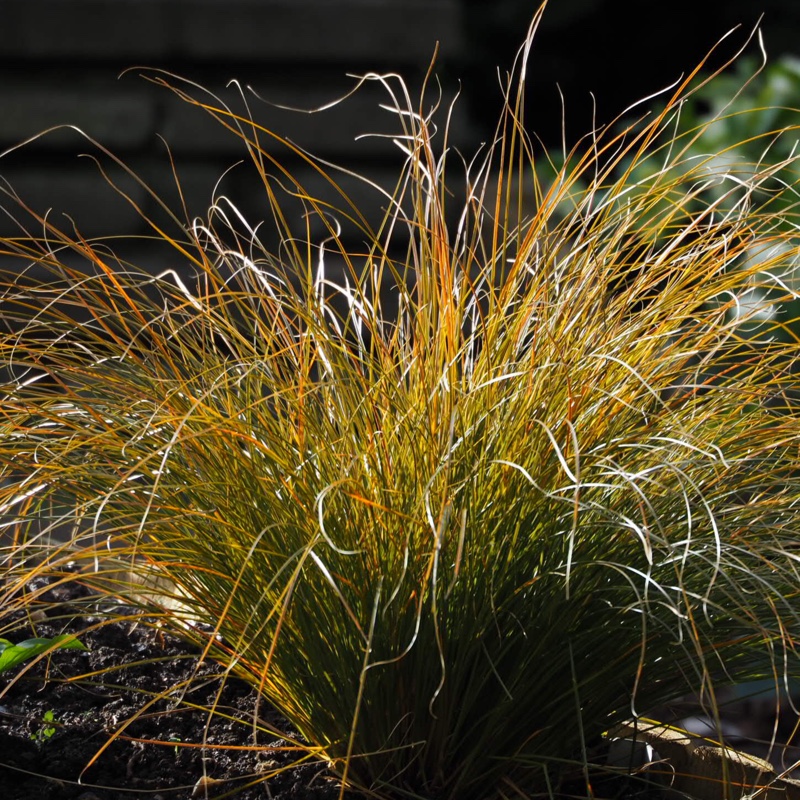 Plant image Carex Testacea